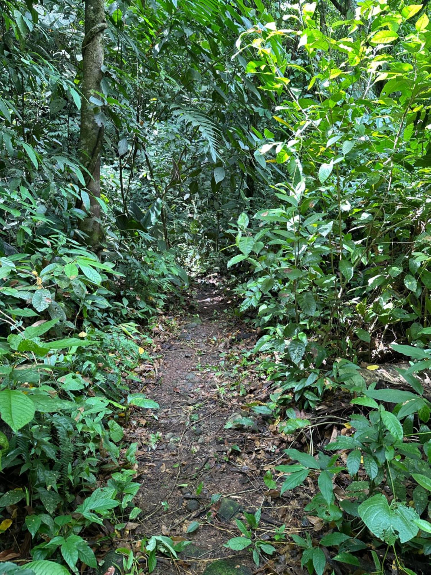 Casa Rio Blanco Eco Friendly B&B Guápiles 외부 사진